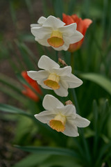 Obraz premium Three flowers