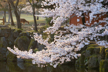 奈良公園の桜　奈良県奈良市　2019年4月　春