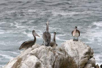 California Pelicans on the Coast