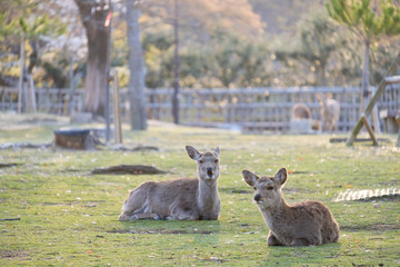 Fototapeta premium 桜と鹿の群れ 奈良県奈良市奈良公園 2019年4月