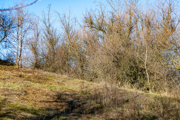 Spring landscape, nature in Rostov region, Russia. A lot of dry vegetation and trees after the winter. Young swollen buds in a dark forest in Sunny weather