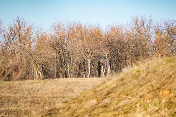 Fototapeta na wymiar Spring landscape, nature in Rostov region, Russia. A lot of dry vegetation and trees after the winter. Young swollen buds in a dark forest in Sunny weather