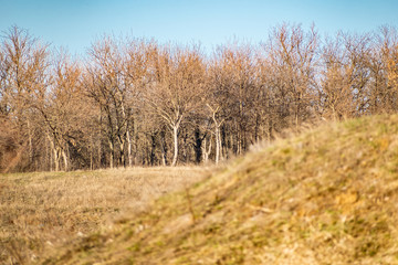 Spring landscape, nature in Rostov region, Russia. A lot of dry vegetation and trees after the winter. Young swollen buds in a dark forest in Sunny weather