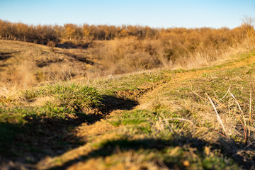 Spring landscape, nature in Rostov region, Russia. A lot of dry vegetation and trees after the winter. Young swollen buds in a dark forest in Sunny weather