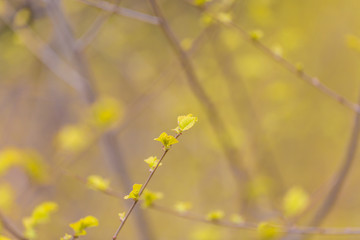 Spring golden leaves that have just sprouted