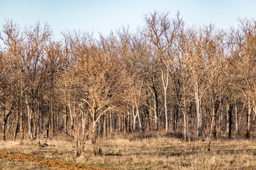 Fototapeta na wymiar Spring landscape, nature in Rostov region, Russia. A lot of dry vegetation and trees after the winter. Young swollen buds in a dark forest in Sunny weather