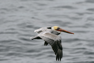 Male California Pelican in Flight
