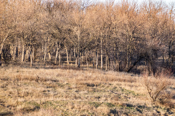 Spring landscape, nature in Rostov region, Russia. A lot of dry vegetation and trees after the winter. Young swollen buds in a dark forest in Sunny weather