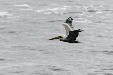 Fototapeta na wymiar Male California Pelican in Flight