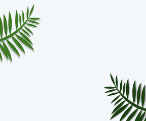 Naklejka na ściany i meble Palm Leaf on White Background