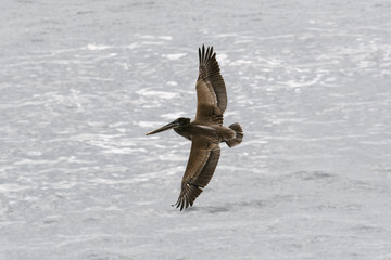 Female California Pelican in Flight