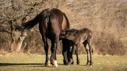 Free horses in the Drôme mountain range, France