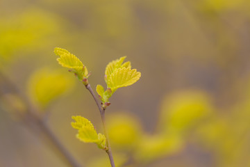 Spring golden leaves that have just sprouted