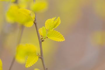 Spring golden leaves that have just sprouted