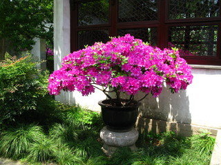 Humble Administrator's Garden, Suzhou, China