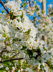 close up view of clusters of bright white apple blossoms on a low-stem breed apple tree