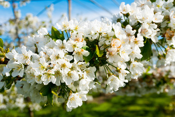 close up view of clusters of bright white apple blossoms on a low-stem breed apple tree