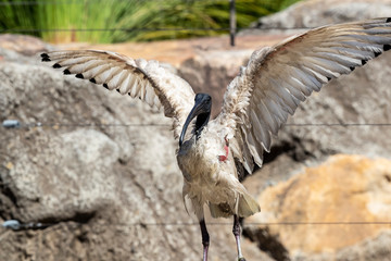Ibis strutting in the sunshine.
