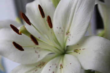 closeup of lily
