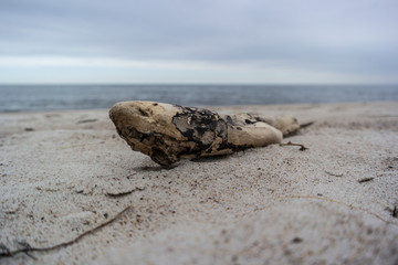 drift wood and seaweed. Baltic see. Lithuania