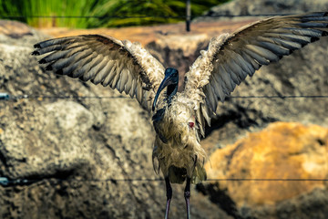 Ibis strutting in the sunshine.
