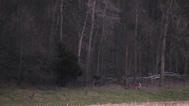 Deer comically jumping into the woods over a fence.