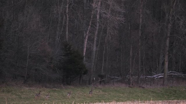 Deer comically jumping into the woods over a fence in slow motion.