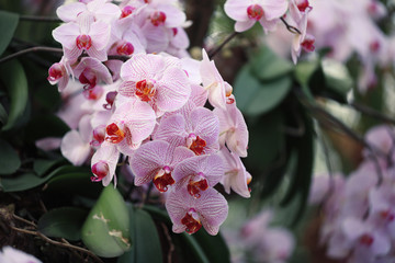 Dendrobium burana pink