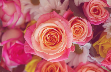 Fototapeta premium Rose