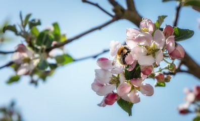 Bee on Appleblossom