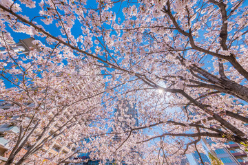 都会に咲く桜