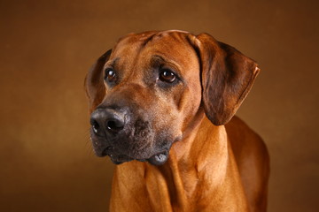 Studio shot of a Rhodesian Ridgeback Dog on brown Background