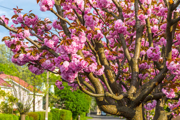 Branch of blossoming pink cherry tree (sakura) in the garden