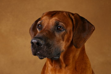 Studio shot of a Rhodesian Ridgeback Dog on brown Background