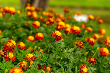 French Marigold (Tagetes patula) an orange and yellow beautiful flower