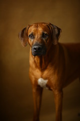 Studio shot of a Rhodesian Ridgeback Dog on brown Background