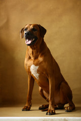 Studio shot of a Rhodesian Ridgeback Dog on brown Background