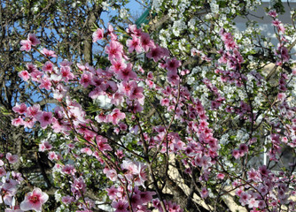 Fototapeta premium pink cherry blossom flower in spring time over blue sky.