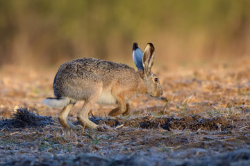 Zając w środowisku naturalnym © Rafał Okraj