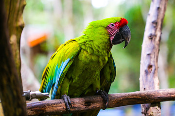 Parrot and other exotic birds