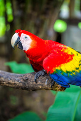 Parrot and other exotic birds