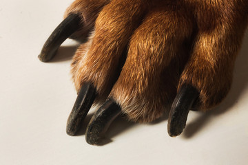 View at Rhodesian Ridgeback Dog's paws on white floor in studio