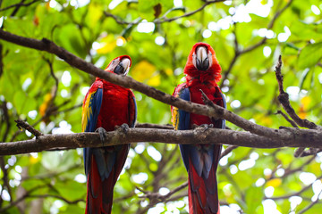 Parrot and other exotic birds