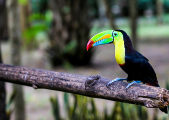 Parrot and other exotic birds