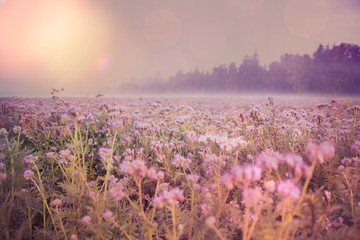 Morgenstimmung Blumenfeld im leichten Nebel