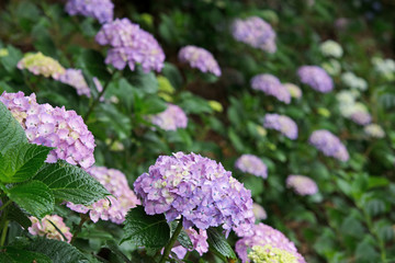 Fototapeta na wymiar Hydrangea Flowers