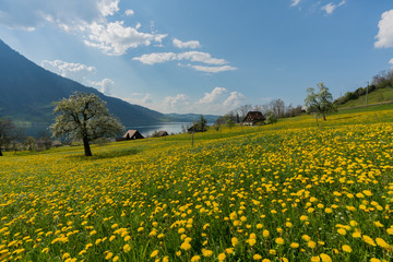 idyllic Swiss countryside with traditional farm in a lake and mountain landscape setting