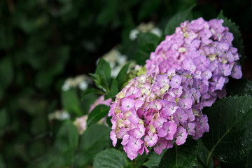 Obraz premium Hydrangea Flowers