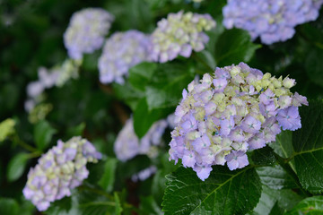 Hydrangea Flowers