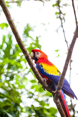 Parrot and other exotic birds